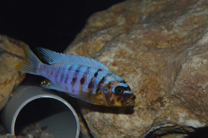 Maylandia fainzilberi 'Nkanda'